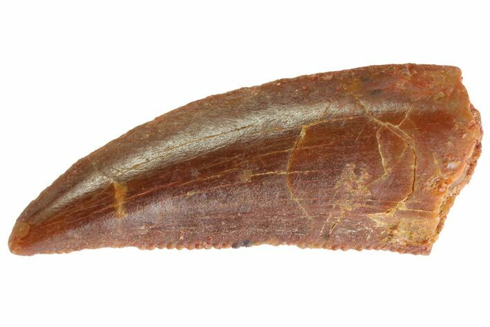 Serrated Raptor Tooth - Real Dinosaur Tooth #333316